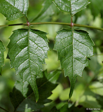 Image of trumpet creeper