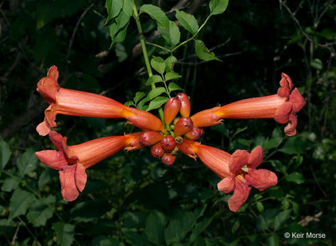 Image of trumpet creeper