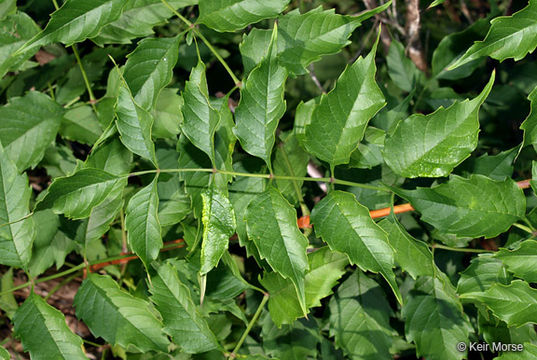 Image of trumpet creeper