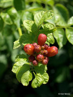 Image of trumpet creeper