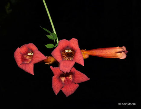 Image of trumpet creeper