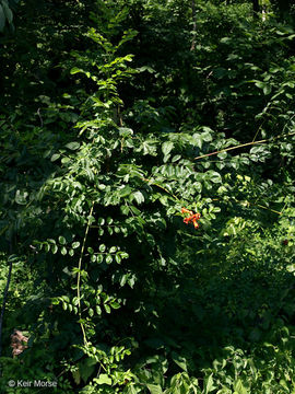 Image of trumpet creeper