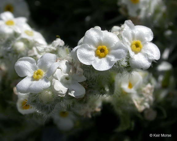 Image de <i>Cryptantha cana</i>