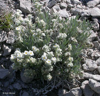 Image de <i>Cryptantha cana</i>