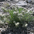 Image de <i>Cryptantha cana</i>