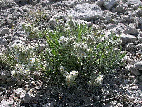 Image de <i>Cryptantha cana</i>