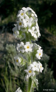 صورة <i>Cryptantha celosioides</i>