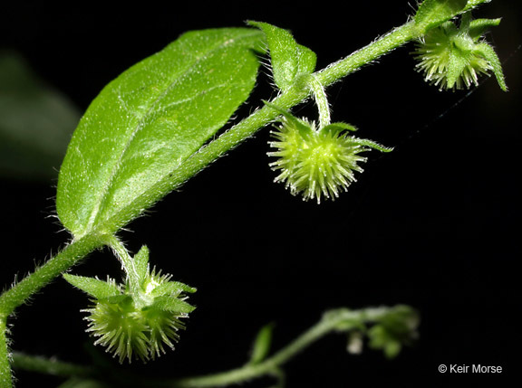 Image de Hackelia virginiana (L.) I. M. Johnst.