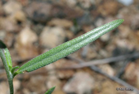 Image of <i>Heliotropium tenellum</i>