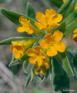 Image of hoary puccoon