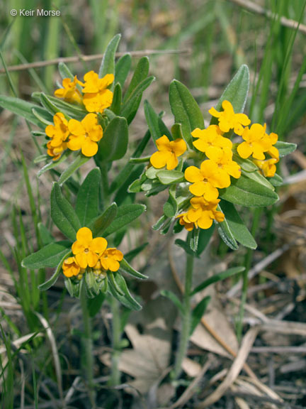 Image of hoary puccoon