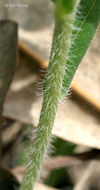 Image of hoary puccoon