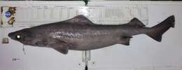 Image of gulper shark