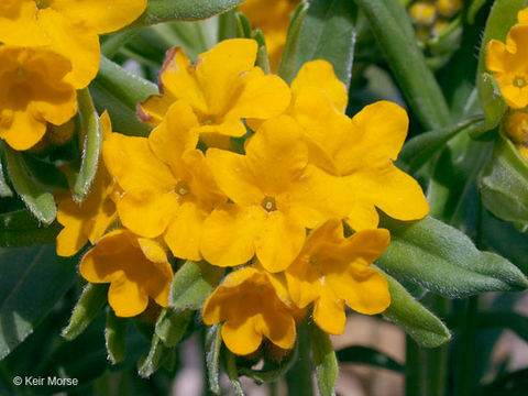 Image of hoary puccoon