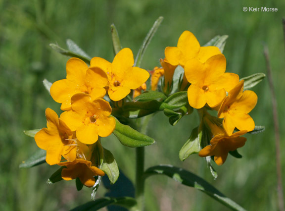 Image of hoary puccoon