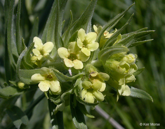 Image de Lithospermum ruderale Dougl. ex Lehm.