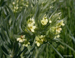 Image de Lithospermum ruderale Dougl. ex Lehm.