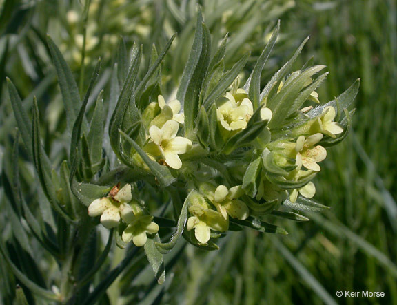 Image de Lithospermum ruderale Dougl. ex Lehm.