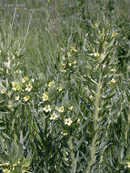 Image de Lithospermum ruderale Dougl. ex Lehm.