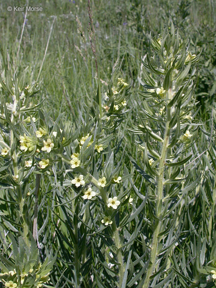 Image de Lithospermum ruderale Dougl. ex Lehm.