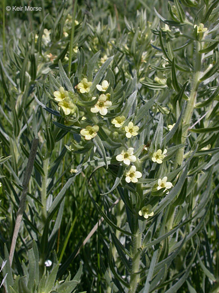 Image de Lithospermum ruderale Dougl. ex Lehm.