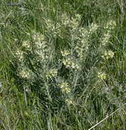 Image de Lithospermum ruderale Dougl. ex Lehm.