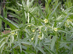 Image de Lithospermum ruderale Dougl. ex Lehm.