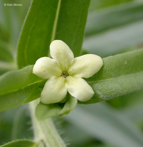 Image de Lithospermum ruderale Dougl. ex Lehm.