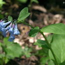 Image de Mertensia de Virginie