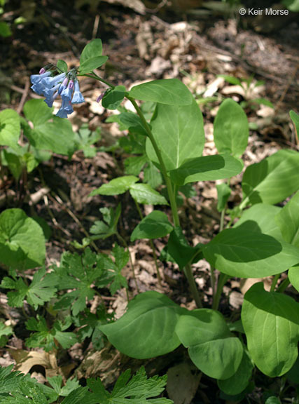 Image of Virginia Bluebell