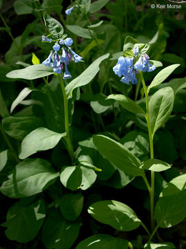 Image of Virginia Bluebell