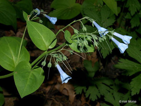 Image of Virginia Bluebell