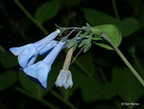 Image of Virginia Bluebell