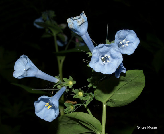 Image of Virginia Bluebell