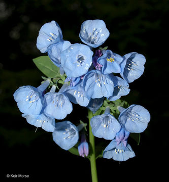 Image of Virginia Bluebell