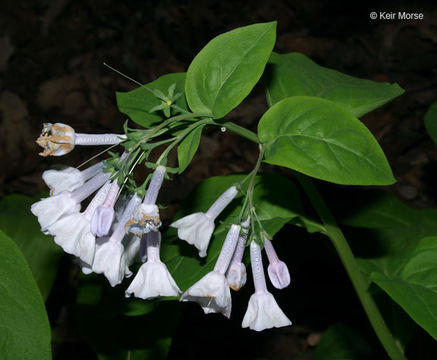 Image of Virginia Bluebell