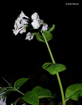 Image of Virginia Bluebell