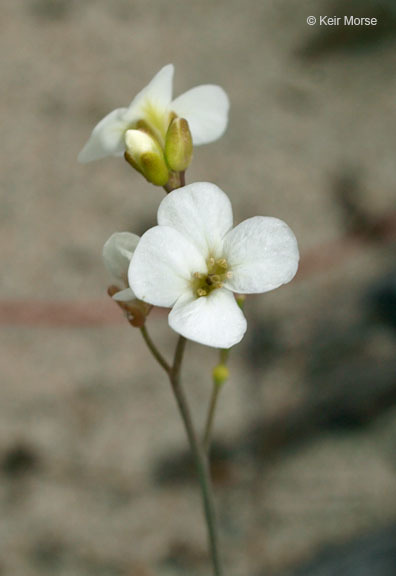 Sivun Arabidopsis lyrata (L.) O'Kane & Al-Shehbaz kuva