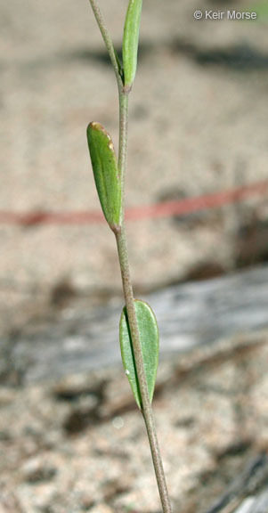 Sivun Arabidopsis lyrata (L.) O'Kane & Al-Shehbaz kuva