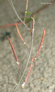 Sivun Arabidopsis lyrata (L.) O'Kane & Al-Shehbaz kuva