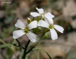 Sivun Arabidopsis lyrata (L.) O'Kane & Al-Shehbaz kuva