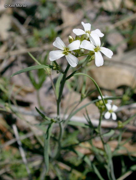 Sivun Arabidopsis lyrata (L.) O'Kane & Al-Shehbaz kuva