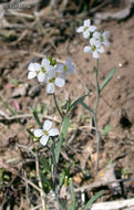 Sivun Arabidopsis lyrata (L.) O'Kane & Al-Shehbaz kuva