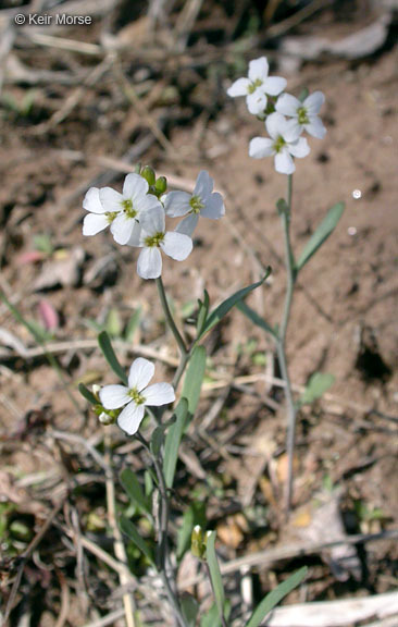 Sivun Arabidopsis lyrata (L.) O'Kane & Al-Shehbaz kuva