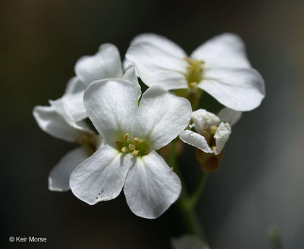 Sivun Arabidopsis lyrata (L.) O'Kane & Al-Shehbaz kuva