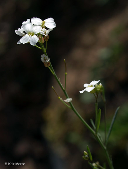 Sivun Arabidopsis lyrata (L.) O'Kane & Al-Shehbaz kuva