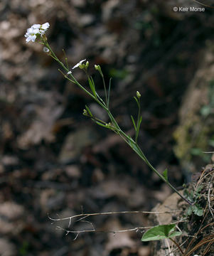 Sivun Arabidopsis lyrata (L.) O'Kane & Al-Shehbaz kuva