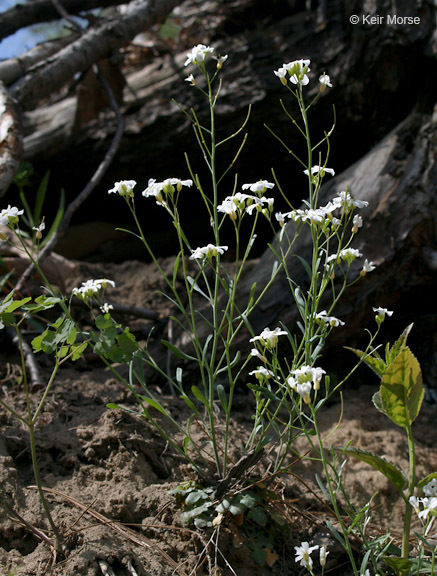 Sivun Arabidopsis lyrata (L.) O'Kane & Al-Shehbaz kuva