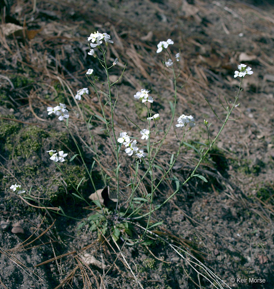 Sivun Arabidopsis lyrata (L.) O'Kane & Al-Shehbaz kuva