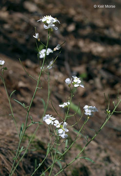 Sivun Arabidopsis lyrata (L.) O'Kane & Al-Shehbaz kuva